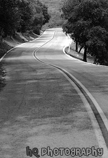 Road Between Green Trees black and white picture