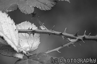 Sticker Bush Close Up black and white picture