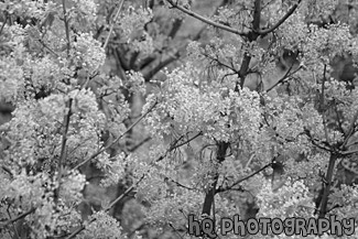 Close Up of a Tree in Bloom black and white picture