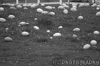 Large Easter Eggs on Grass black and white picture