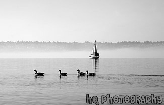 Ducks & Sailboat black and white picture