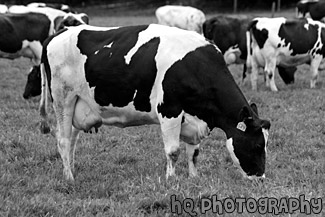 Cow Eating Grass black and white picture