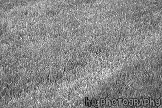 Green Grass black and white picture