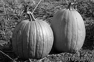 Two Pumpkins up Close black and white picture