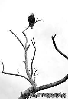 Bald Eagle Sitting on Tree Branch black and white picture