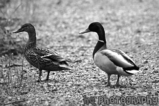 Two Ducks black and white picture