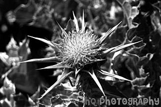 Purple Flower in Black and White black and white picture