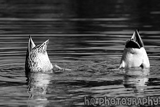 Ducks Feet in Orange black and white picture