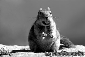 Color Cracker Jack in Squirrel's Mouth black and white picture