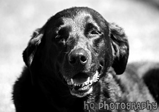 Black Lab Tongue in Color black and white picture