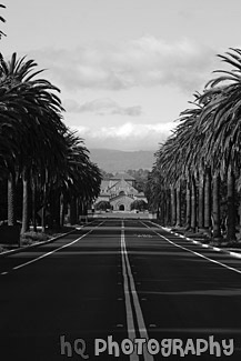 Stanford University Palm Drive Entrance black and white picture