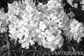 Light Pink Flowers black and white picture