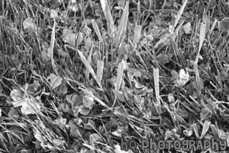 Frost on Grass black and white picture