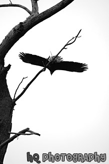 Bald Eagle Flying off a Tree black and white picture