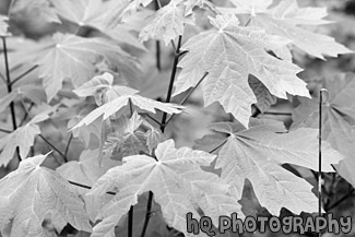 Close Up of Maple  Leaves black and white picture