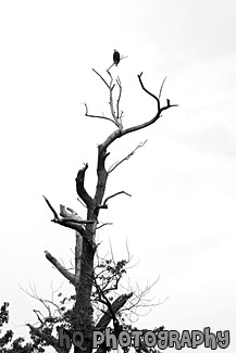 Eagle on Top of Tree black and white picture