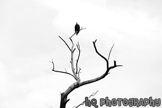 Eagle Sitting on a Branch black and white picture