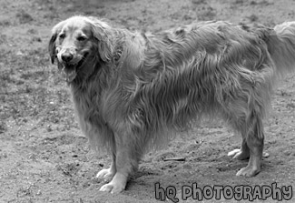 Golden Retriever Panting black and white picture