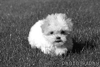 Maltese Puppy Running black and white picture