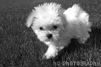 Maltese Puppy Close Up black and white picture