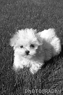 Maltese Puppy Laying on Grass black and white picture