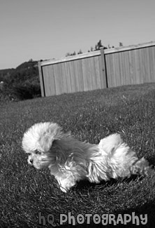 White Maltese Puppy Standing black and white picture