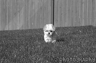 White Puppy Running black and white picture