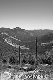 Mountains and New Growth of Gifford Pinchot black and white picture