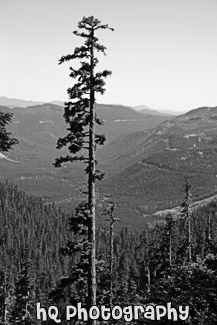 Tall Evergreen of Gifford Pinchot National Forest black and white picture