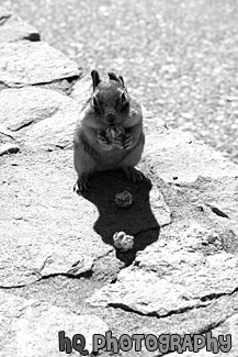 Squirrel Eating a Cracker Jack black and white picture