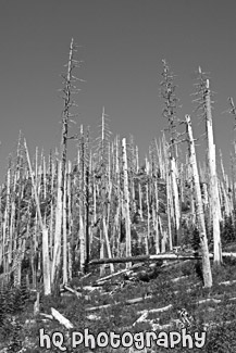 Devastation of Trees black and white picture