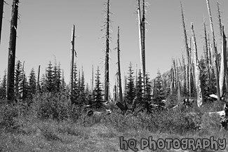 Forest Near Mt. St. Helens black and white picture