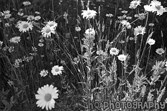 Bunch of  Daisies black and white picture