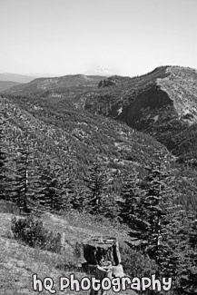 Forest & Mt. Baker in Distance black and white picture