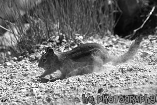 Squirrel Digging Close Up black and white picture