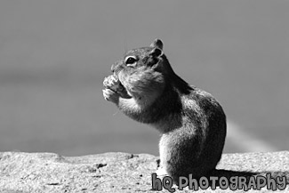 Profile Shot of Squirrel Eating black and white picture