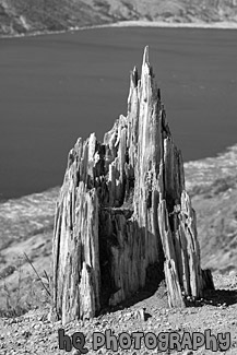 Old Stump in Ground black and white picture