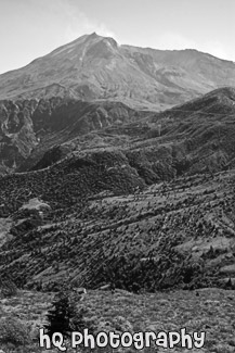 New Growth & Mt. Saint Helens black and white picture