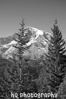 Two Evergreen Trees & Mt. Rainier black and white picture