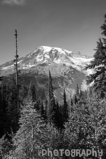 Evergreen Trees, Blue Sky  & Mt. Rainier black and white picture