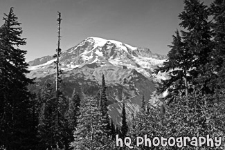 Mt. Rainier & Evergreen Trees Up Close black and white picture