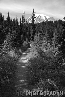 Trail Leading to Mt. Rainier black and white picture