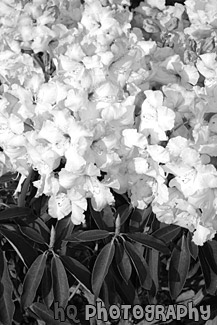 Pink Flowers, Vertical black and white picture