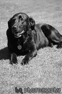 Black Lab Panting in Sunshine black and white picture