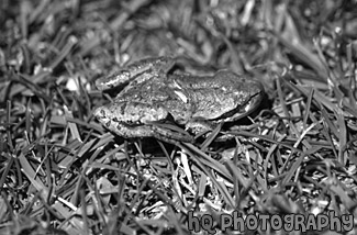 Brown Frog in Grass black and white picture