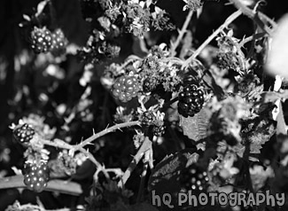 Berries Close Up black and white picture