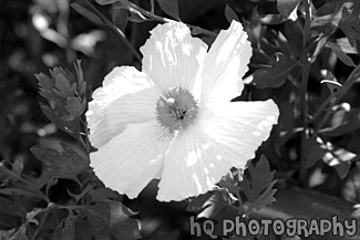 White Flower & Yellow Center black and white picture