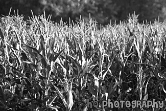 Corn Crop at a Farm black and white picture