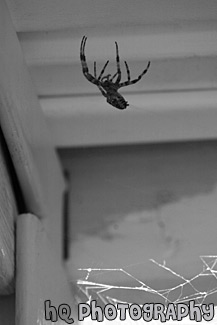 Brown Striped Spider black and white picture