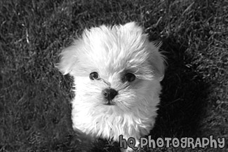 Maltese Puppy Looking up at Camera black and white picture
